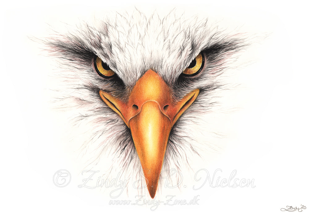 The Raptor Bald Eagle Drawing Original Artwork