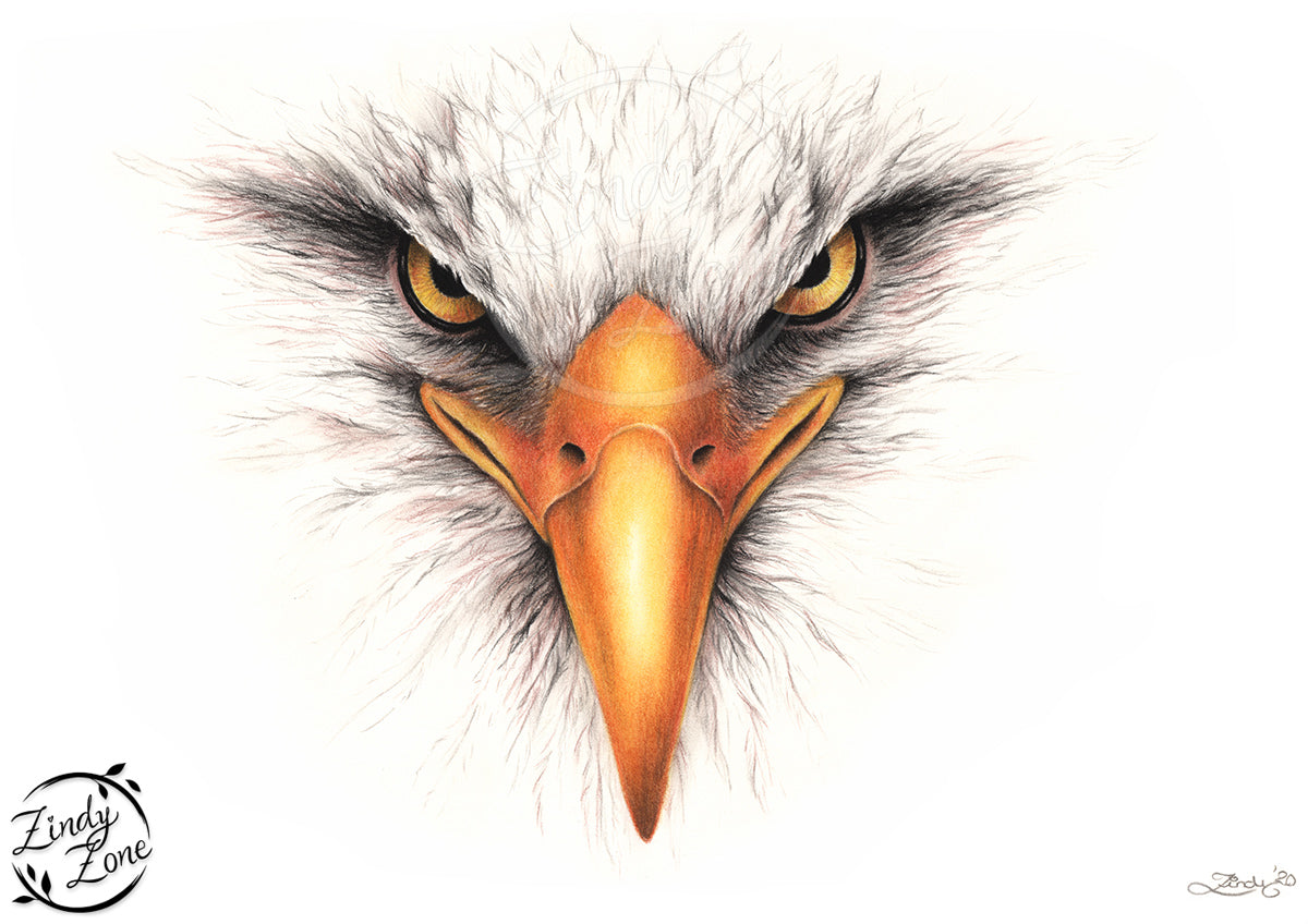 The Raptor Bald Eagle Art Print